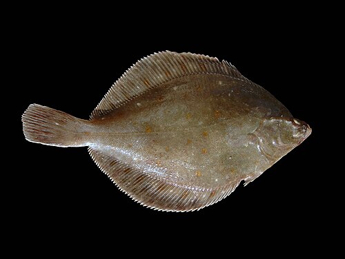 European plaice